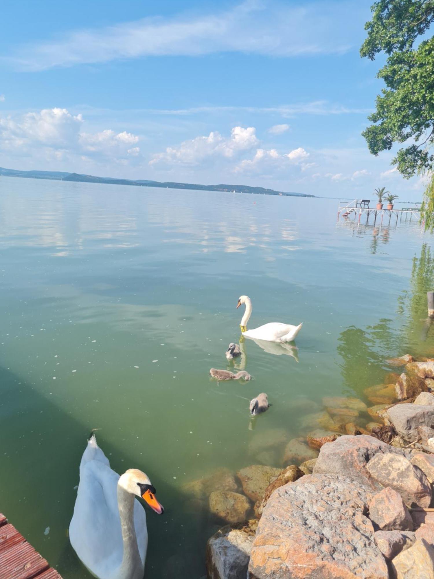 Flamingo Balatonszarszo